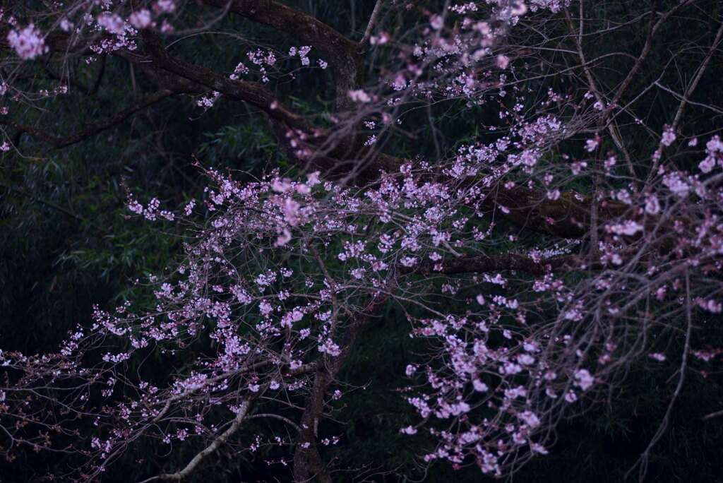 里山の春