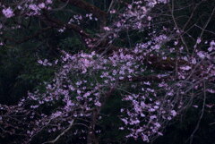 里山の春