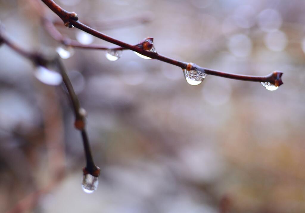 雨垂れと紅しだれもみじ