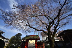 お寺と桜