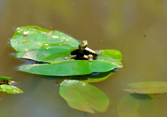 近所の公園にいたミドリガメ