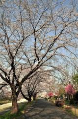 八王子陵南公園の桜
