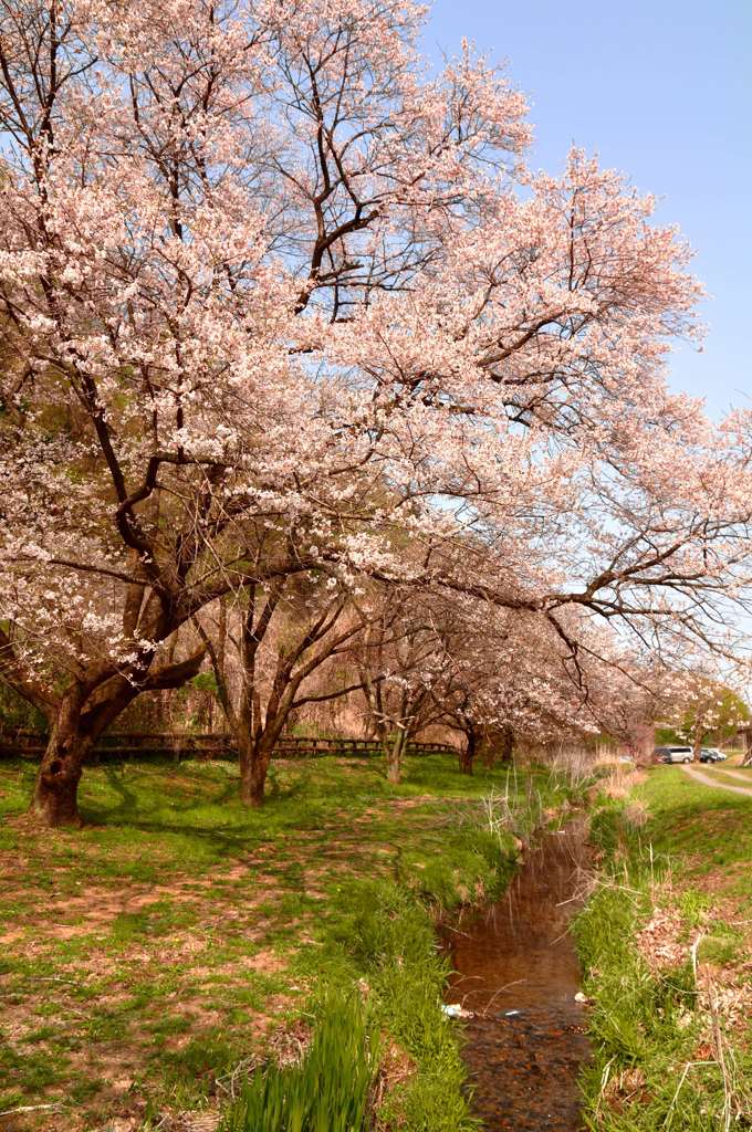 八王子滝山城址公園の桜