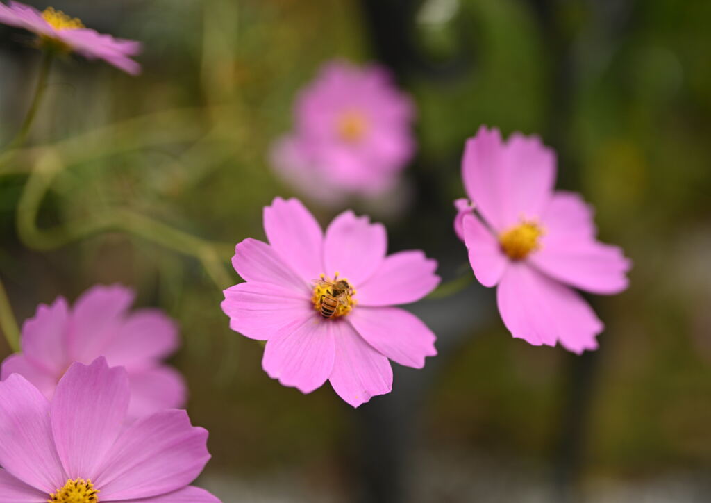秋桜