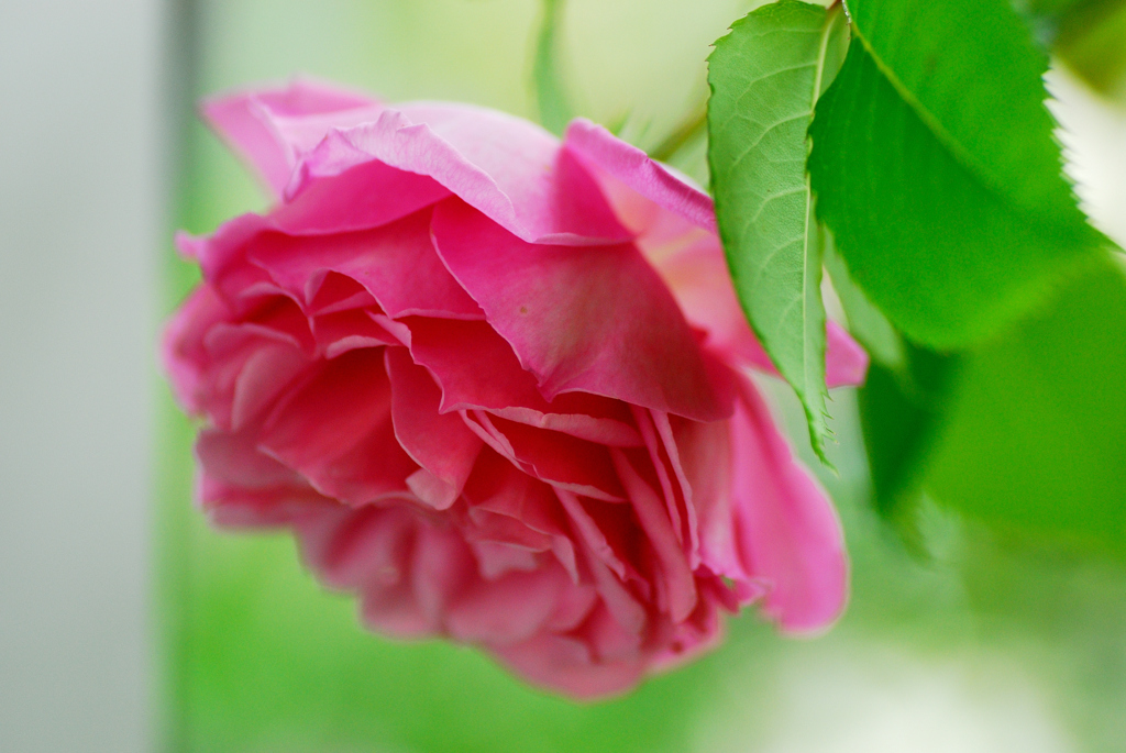 晴れ間　薔薇