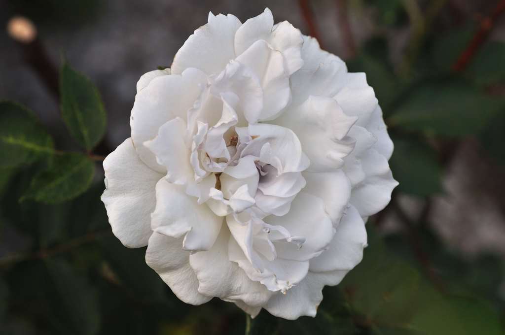 庭の薔薇　ガブリエル