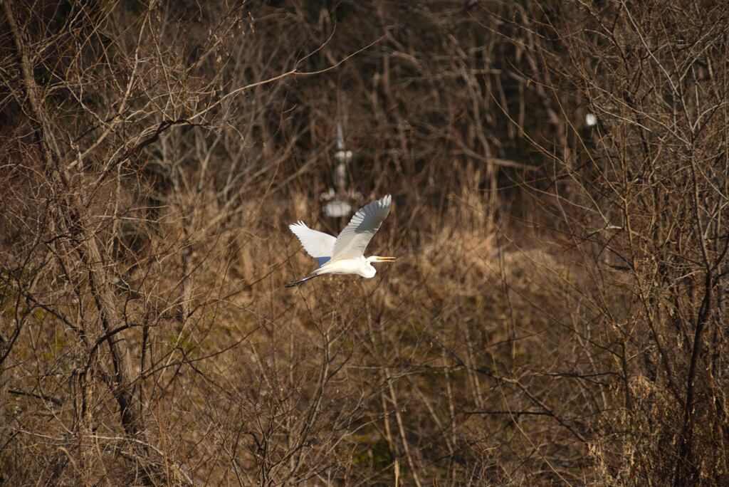 里山を飛ぶ