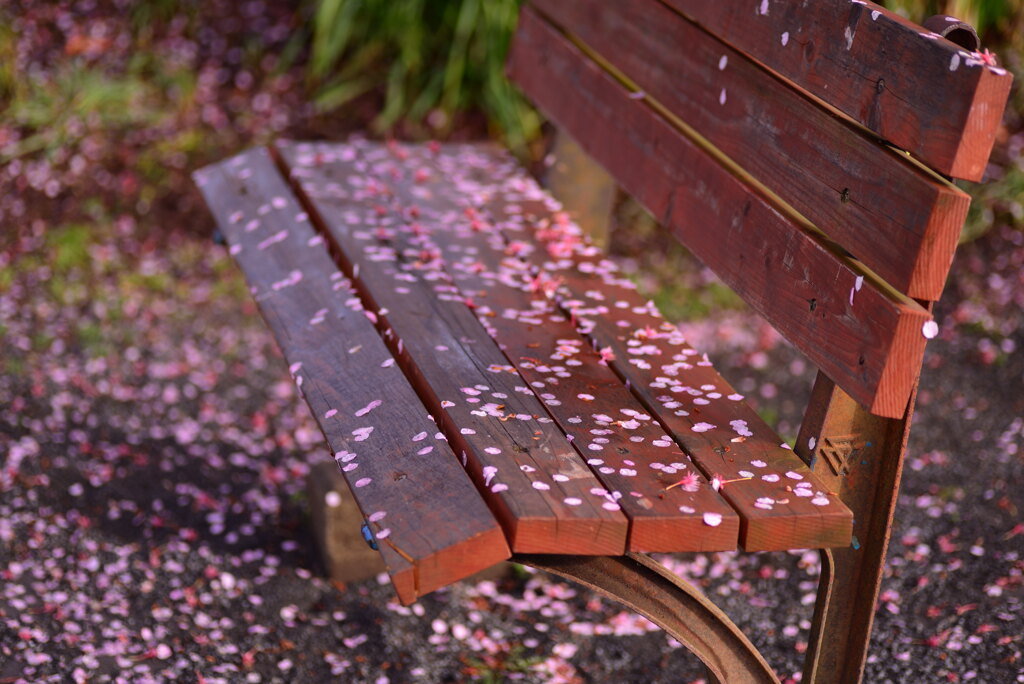 河津桜