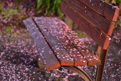 河津桜