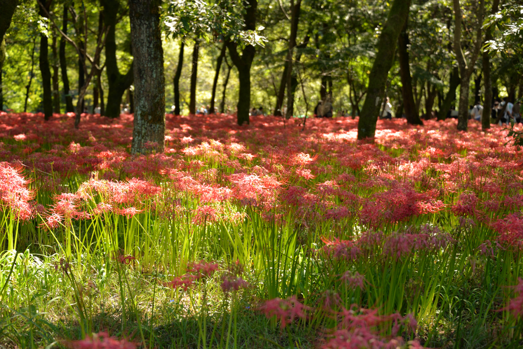 巾着田曼殊沙華公園