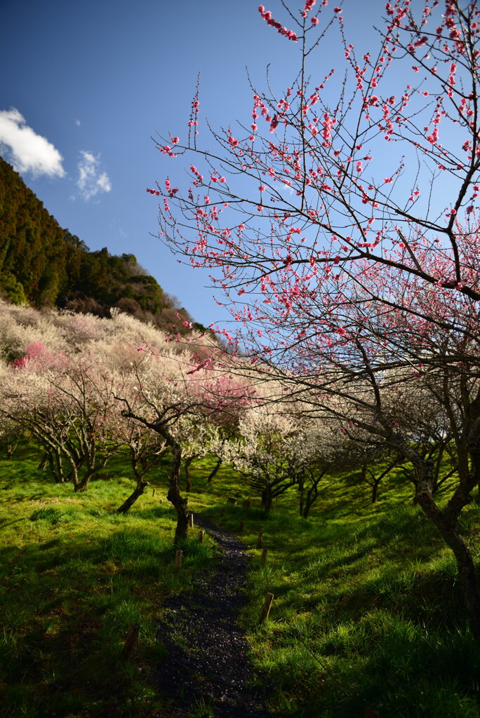 高尾梅林