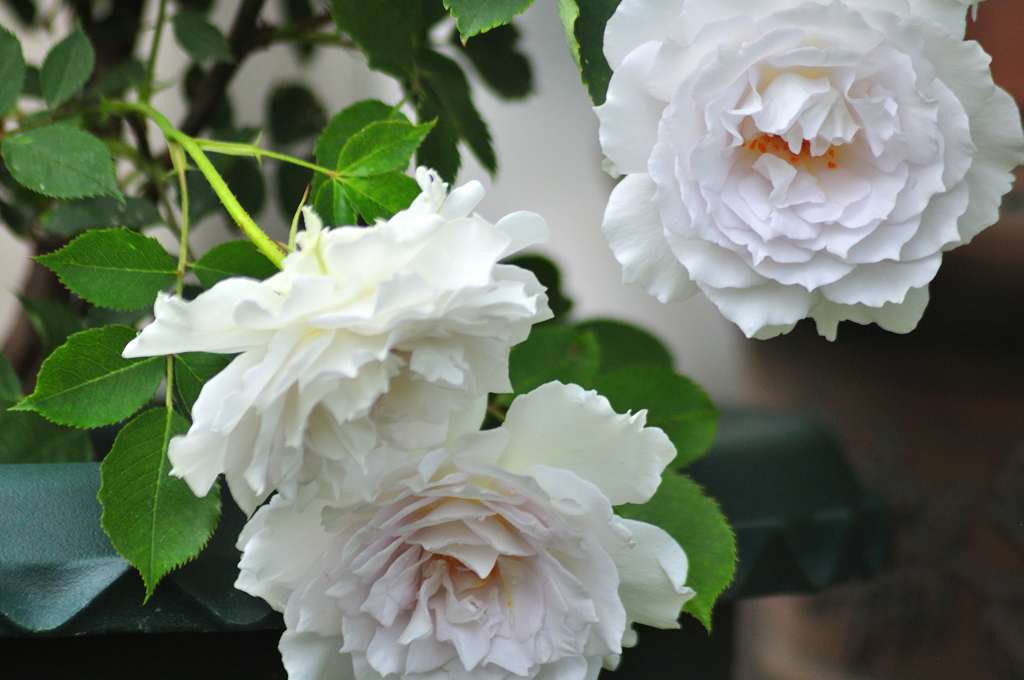 庭の薔薇