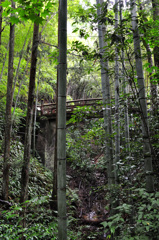 八王子城跡の森