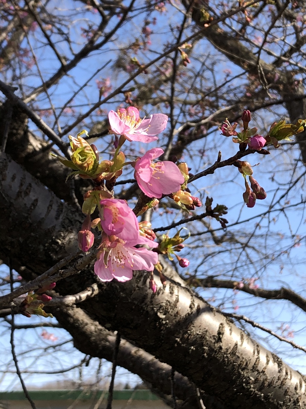 河津桜