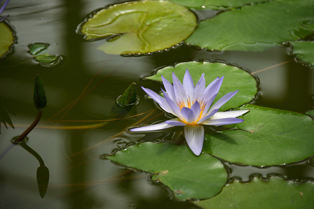 神代植物公園