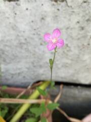 ダンダンキキョウの側に一輪