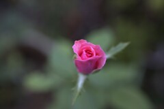 庭にひょっこり咲いてたバラの花