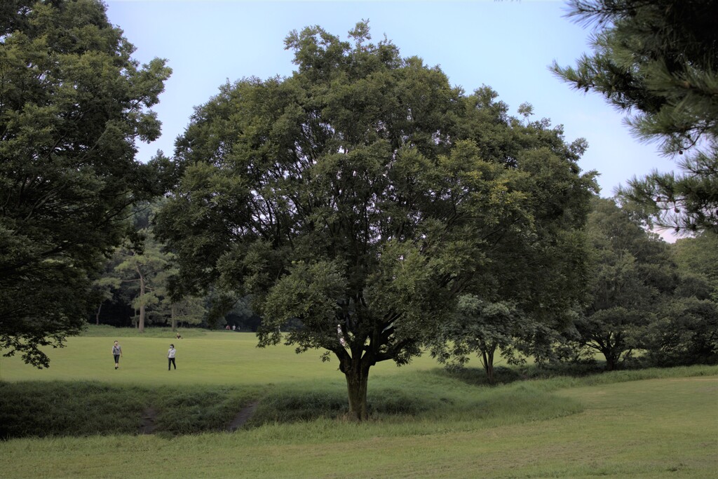神宮の杜つづき④　早朝の広場のスター？