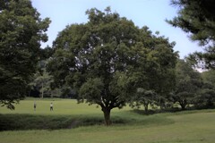 神宮の杜つづき④　早朝の広場のスター？