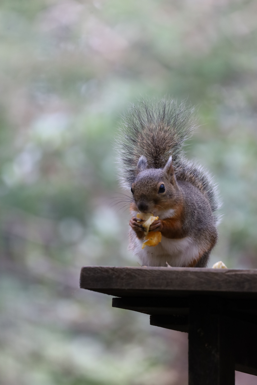 IMG_5831　　　　　　井の頭公園　動物園