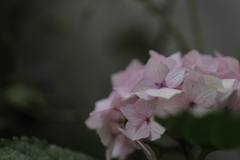 ベランダの花1　　アジサイピンク