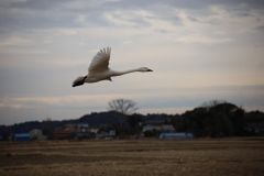 白鳥　　　　　　IMG_0094