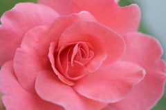 ベランダ花壇に咲いていた！