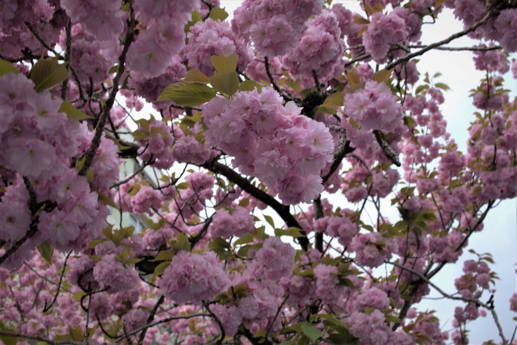 所狭しと咲いてた桜