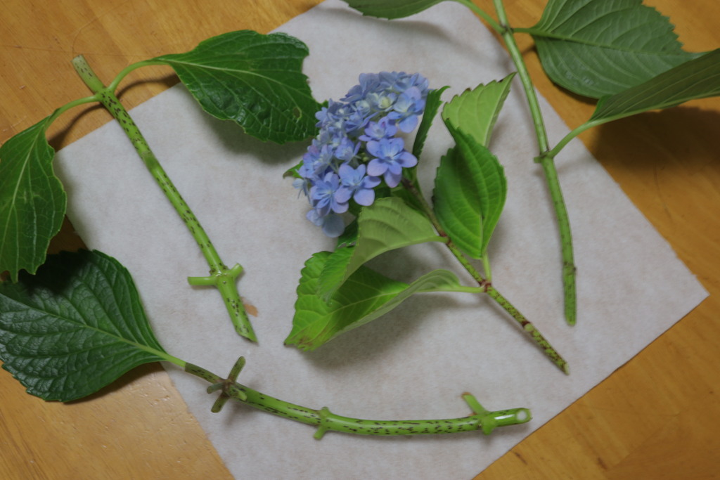 一番お気に入りは短くて・他のは花部分は切ったのですが・・お教室になってすみません
