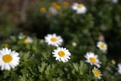 陽を浴びて・・マーガレット