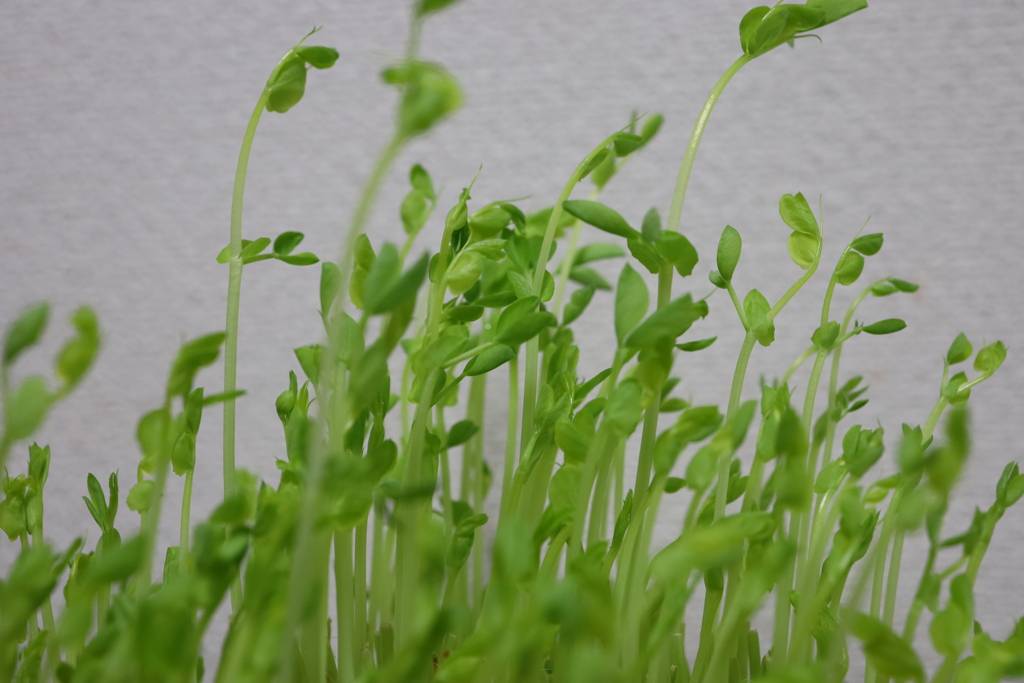 豆苗は二度楽しめる