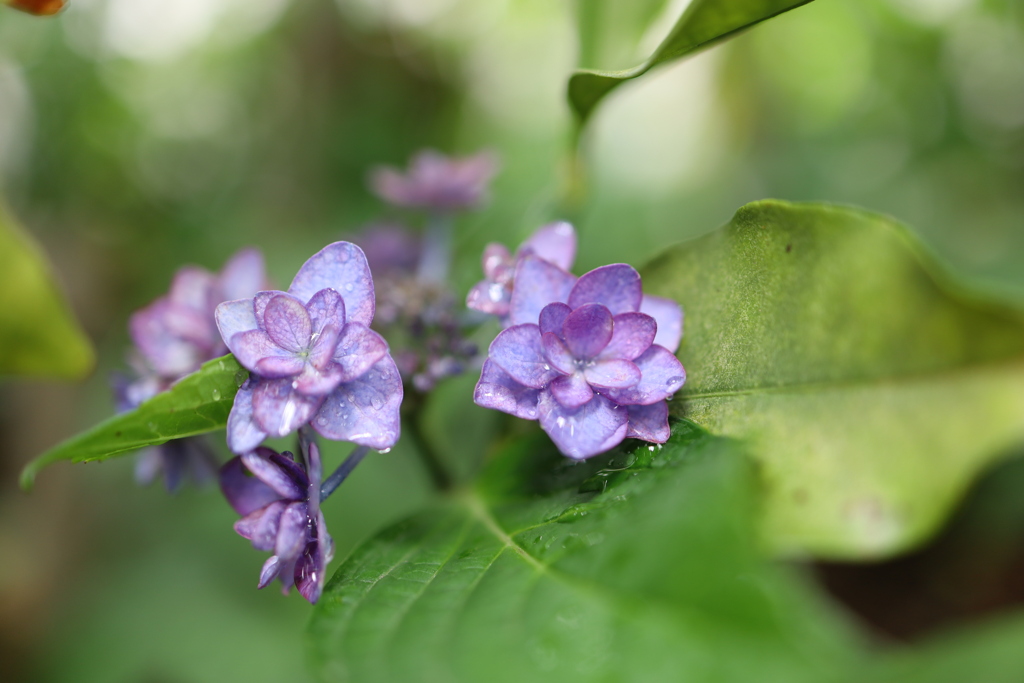 ちいさな紫陽花