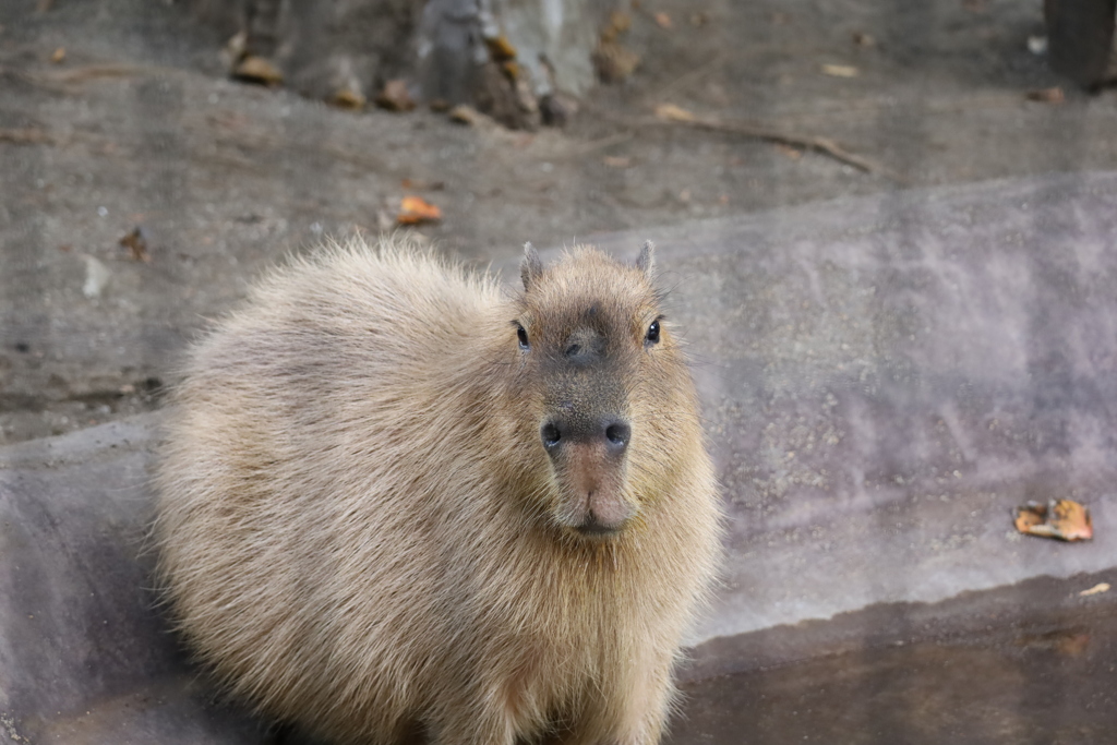 IMG_5425　　カピパラ　