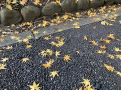 舞い降りた星たち