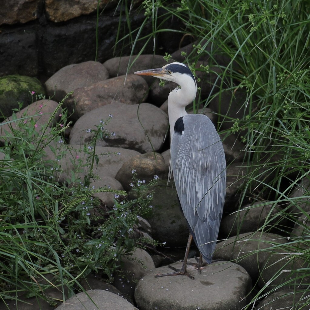 アオサギちゃん？発見！