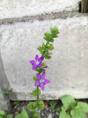 立ち止まらずにはいられなかった花 ダンダンキキョウ 立ち止まらずにはいられなかった花 ダンダンキキョウ