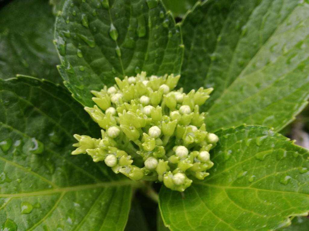 アジサイ　つぼみ②　スマホ