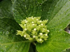 アジサイ つぼみ② スマホ