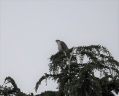 今日も鷹ハンター　これはお父さんかも！じっと獲物を狙っている様子・・・