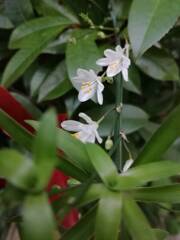 今日出会ったお花たち④ 今日出会ったお花たち④