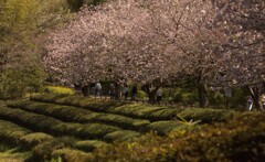 青葉の森　　IMG_5061