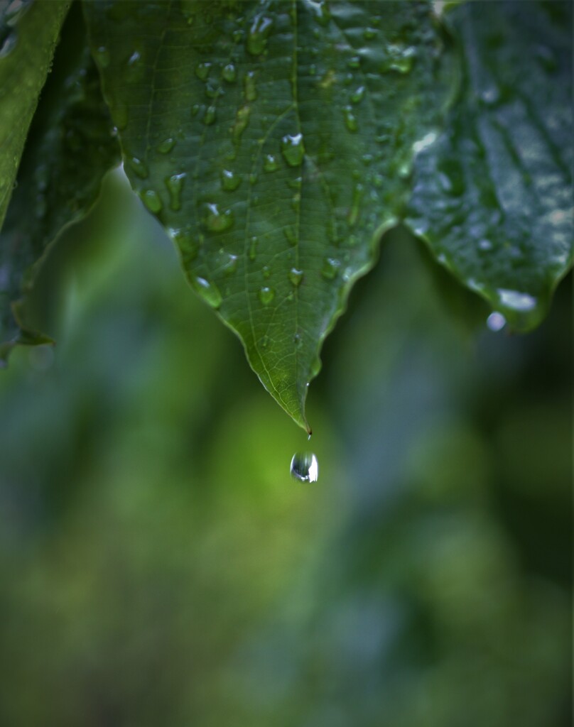 雨の日続き②　やった！撮れたかな？　プルプルプルプルのせいかブレた？