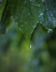 雨の日続き②　やった！撮れたかな？　プルプルプルプルのせいかブレた？