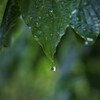 雨の日続き②　やった！撮れたかな？　プルプルプルプルのせいかブレた？