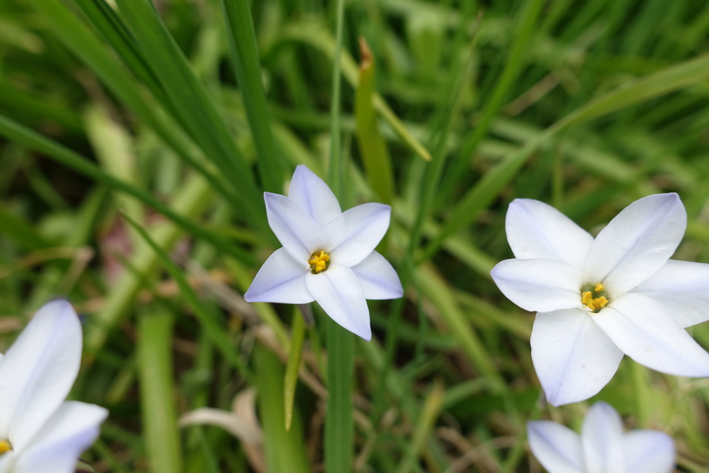 蔵出し　2年前の花たち