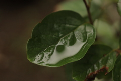 妙に気になる・・・雨上がりの水たまり