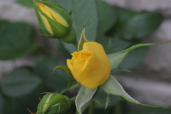 薔薇が咲きそう～薔薇が咲きそう～まっ黄色な薔薇が～