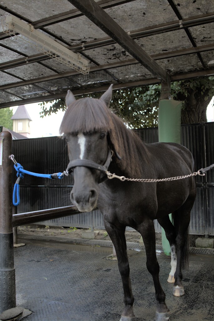 可愛いポニー♡　でもなぜか笑っちゃう