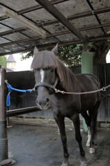 可愛いポニー♡　でもなぜか笑っちゃう