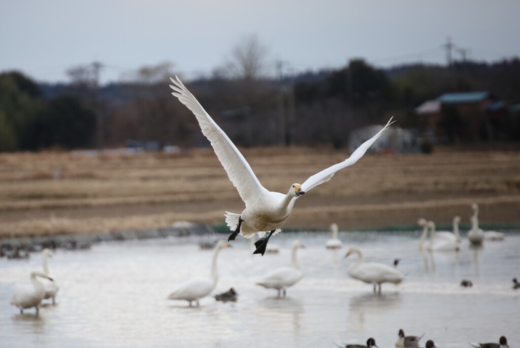 白鳥　　　IMG_0542.JPGa